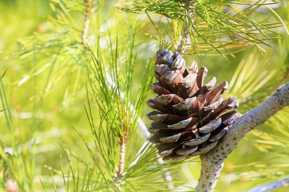 Free pine tree close up image, public domain nature CC0 photo.