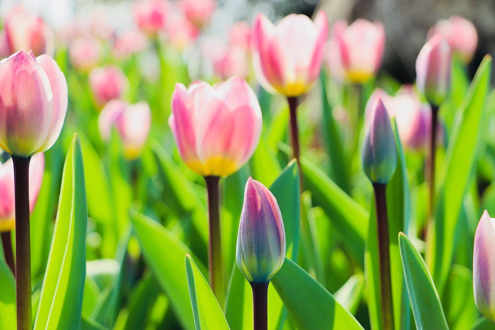 Free pink tulips image, public domain flower CC0 photo.