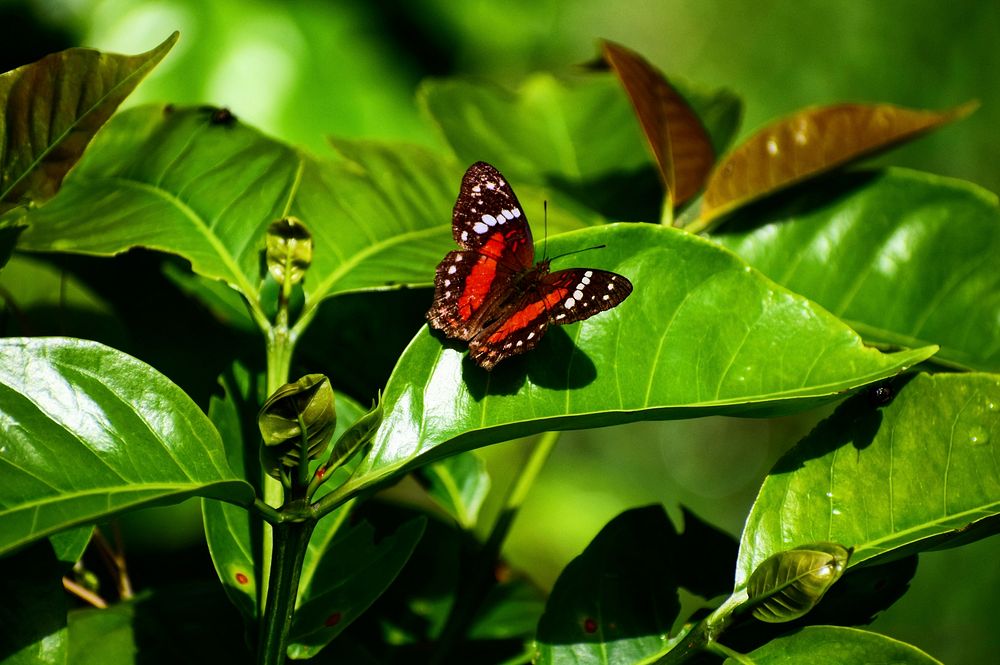 Free butterfly image, public domain animal CC0 photo.