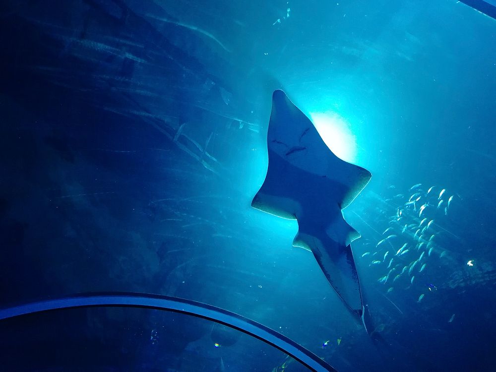 Free manta ray image, public domain animal CC0 photo.