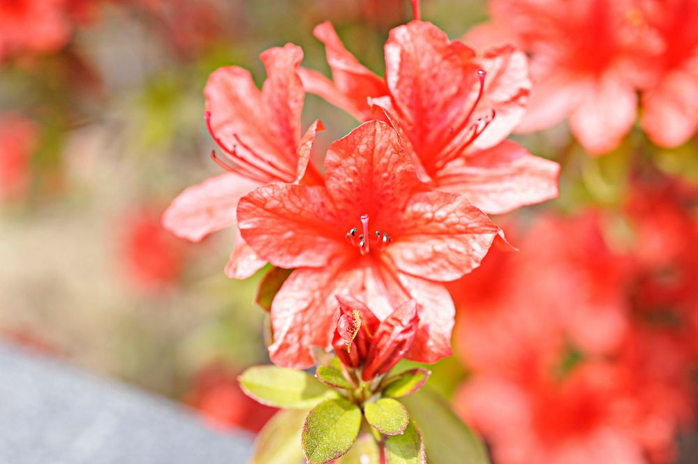 Free azalea image, public domain flower CC0 photo.