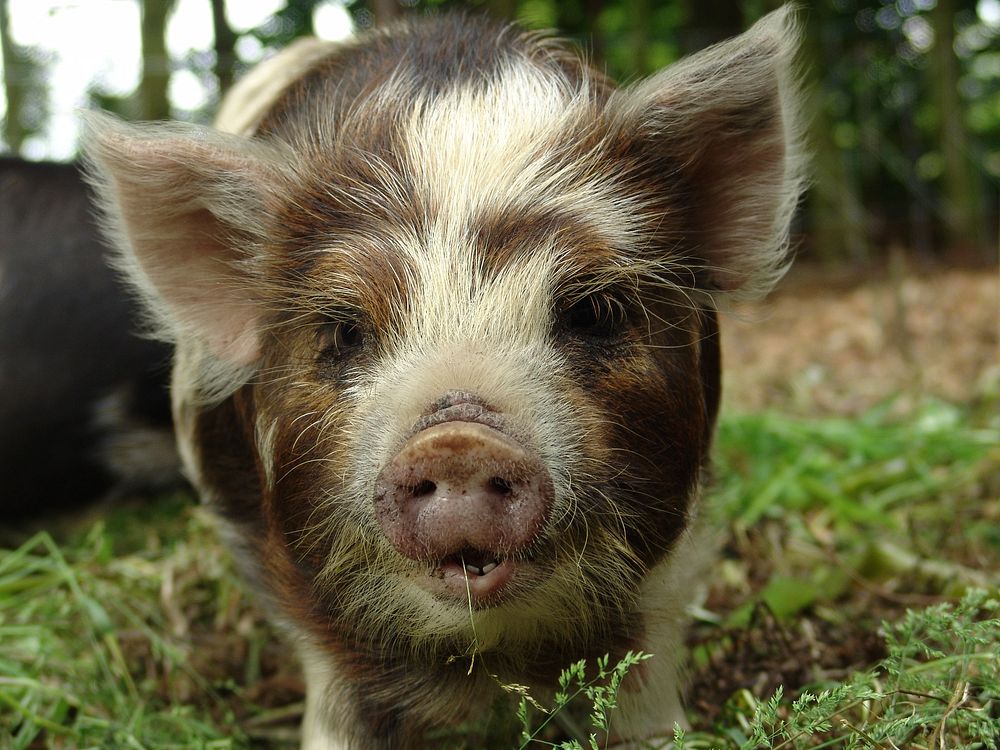 Free hairy piglet image, public domain farm animal CC0 photo.