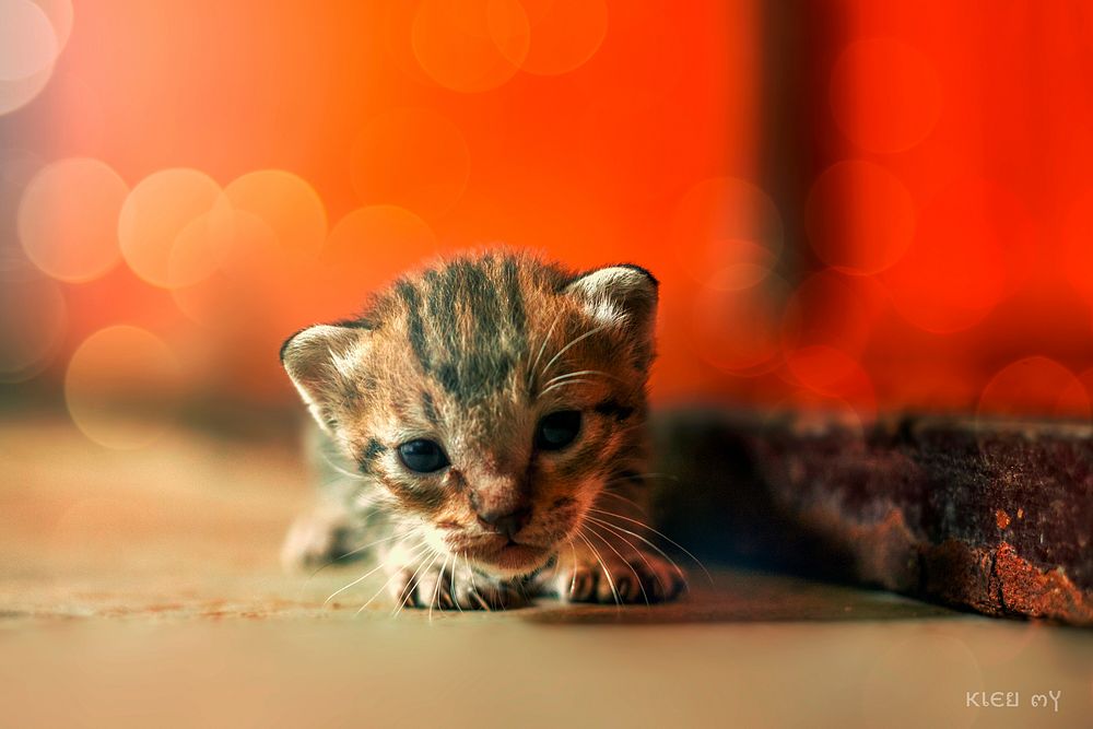 Free cute european shorthair kitten image, public domain CC0 photo.