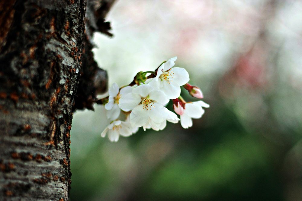Free white cherry blossom image, public domain flower CC0 photo.