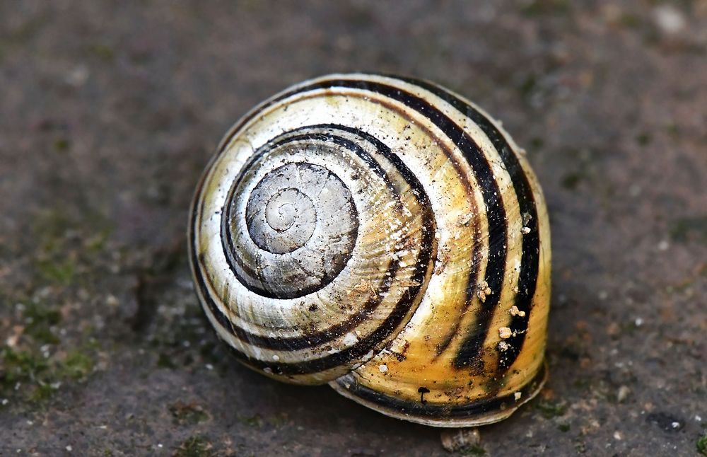 Free snail on ground closeup photo, public domain animal CC0 photo.