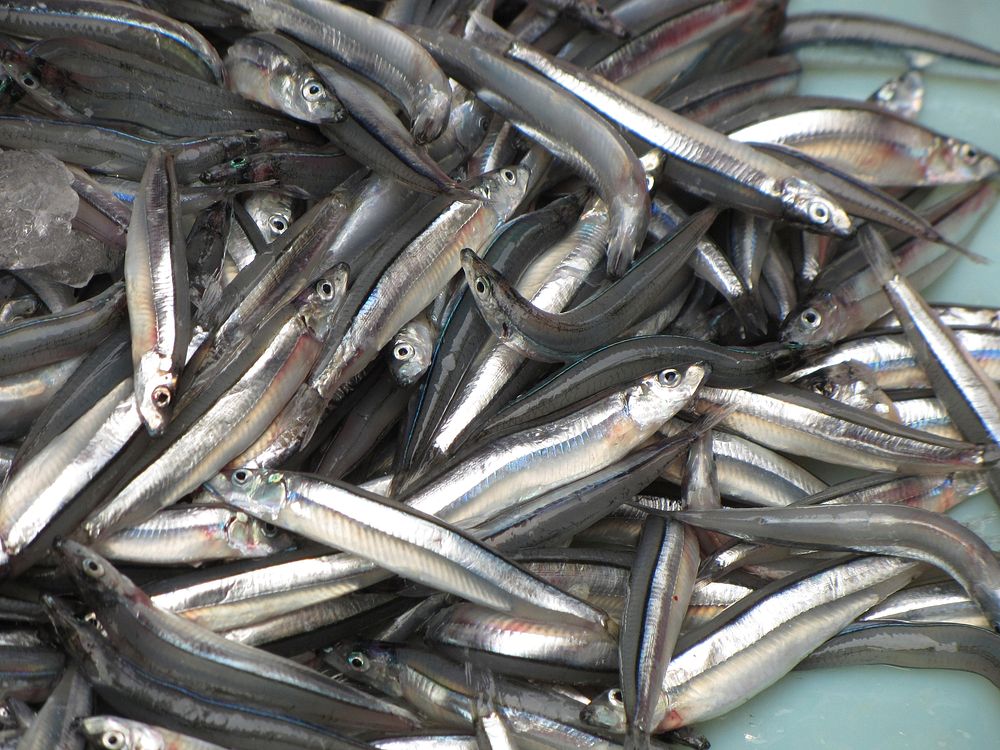 Free fresh anchovy image. public domain food produce CC0 photo.