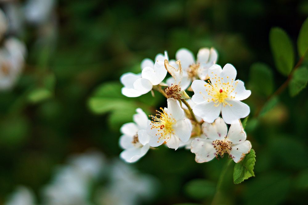 Free white flower background image, public domain spring CC0 photo.