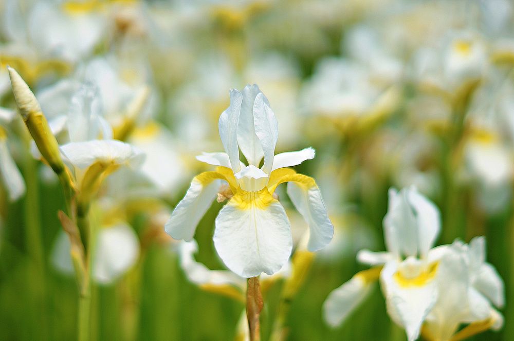 Free white daffodil image, public domain flower CC0 photo.