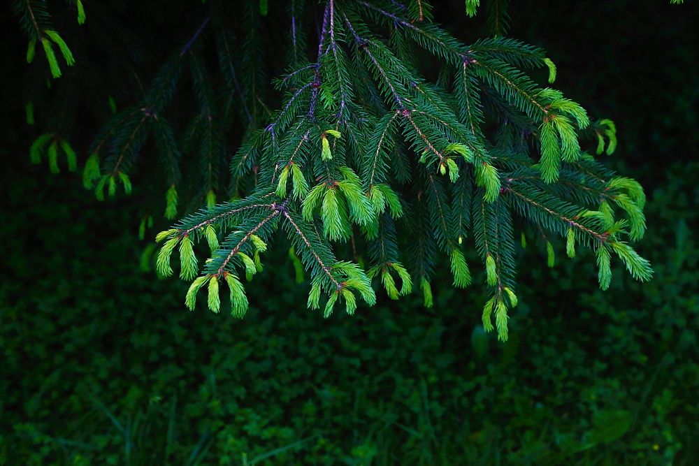 Free conifer tree branch image, public domain nature CC0 photo.