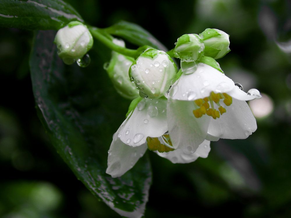 Free white flower image, public domain spring CC0 photo.