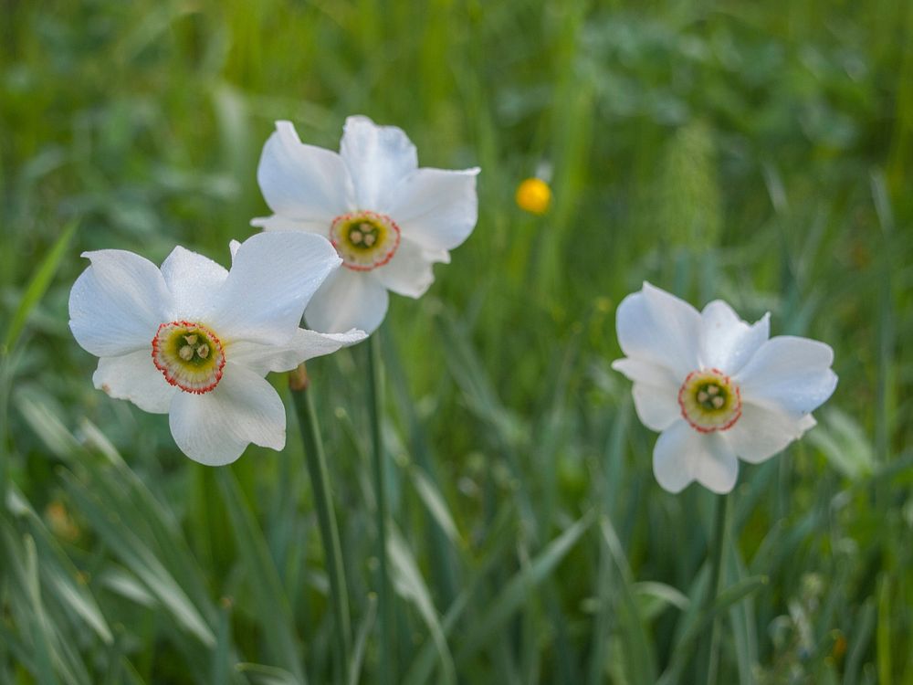 Free white daffodil image, public domain flower CC0 photo.