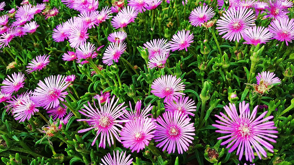 Free pink aster image, public domain flower CC0 photo.