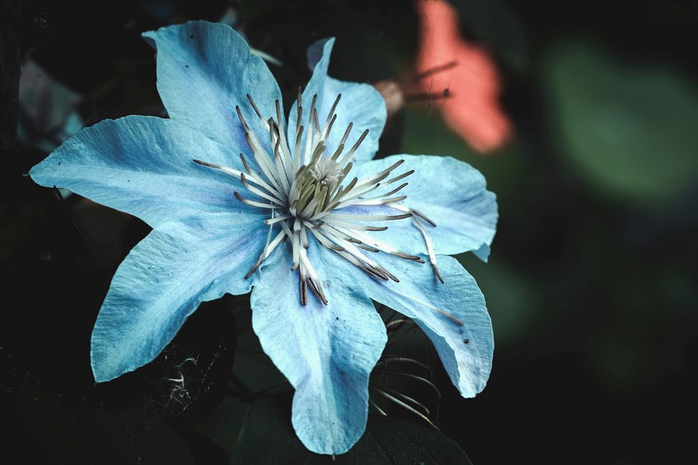 Free blue flower background image, public domain spring CC0 photo.