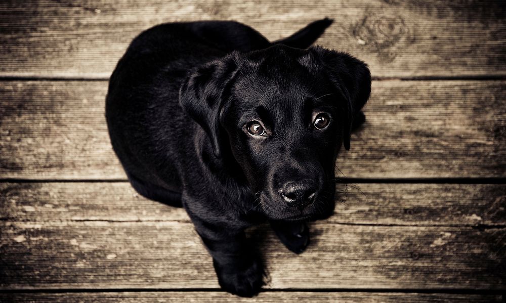 Free black labrador retriever dog sitting on wooden floor image, public domain animal CC0 photo.