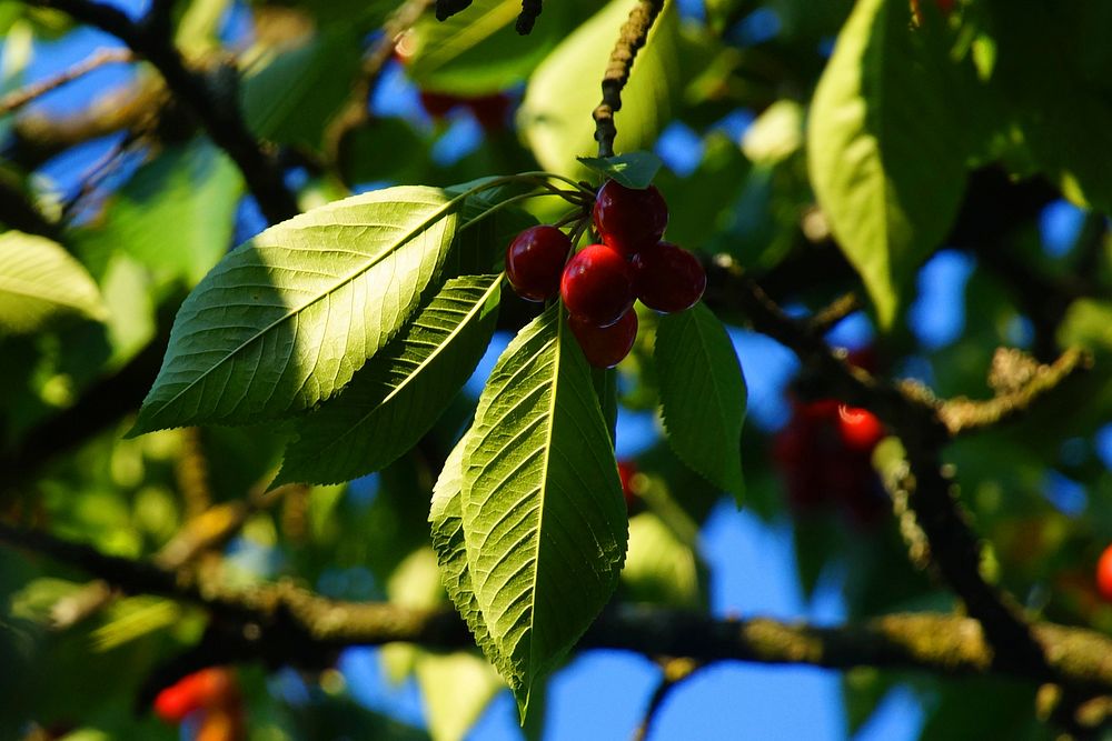 Free wild berry tree image, public domain fruit CC0 photo.