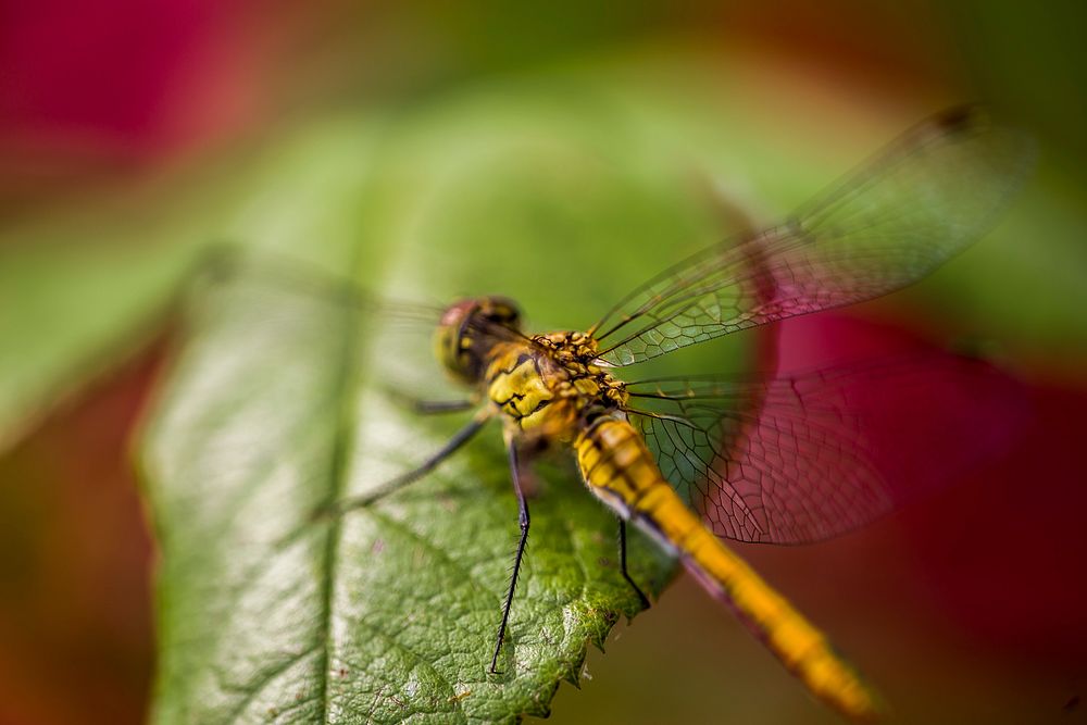 Free close up dragonfly on leaf, public domain animal CC0 photo.