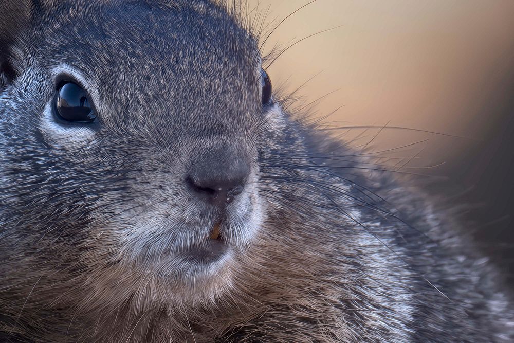 Free cute squirrel face portrait image, public domain CC0 photo.