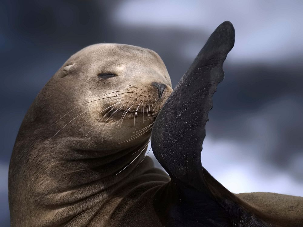 Free sea lion image, public domain animal CC0 photo.