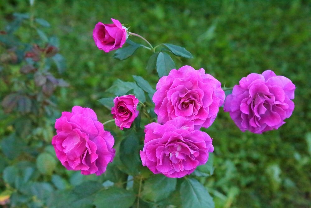 Free pink rose image, public domain flower CC0 photo.