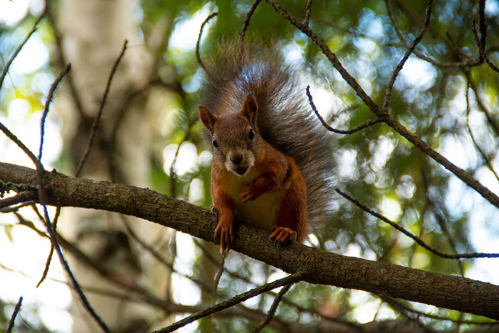 Free squirrel on the tree portrait photo, public domain animal CC0 image.