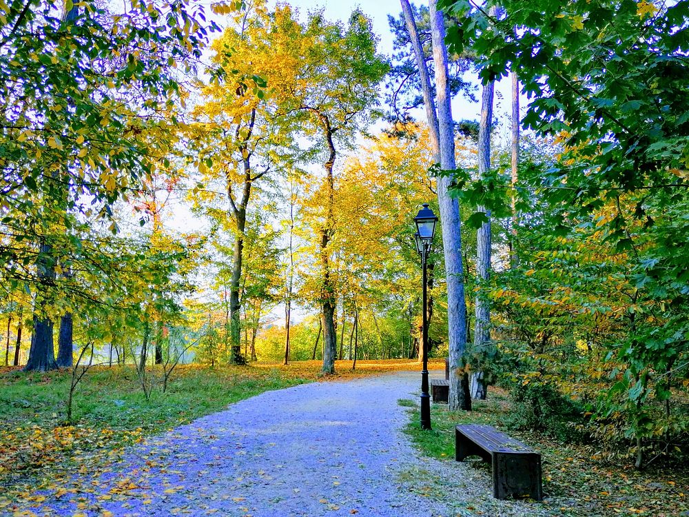 Free forest pathway photo, public domain nature CC0 image.