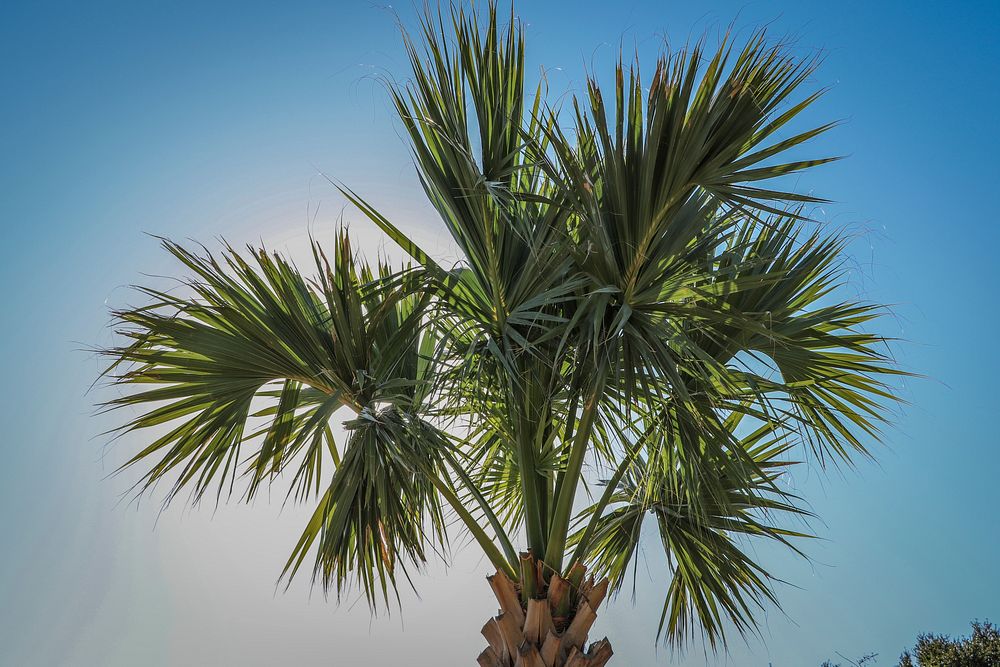 Free palm tree image, public domain nature CC0 photo.