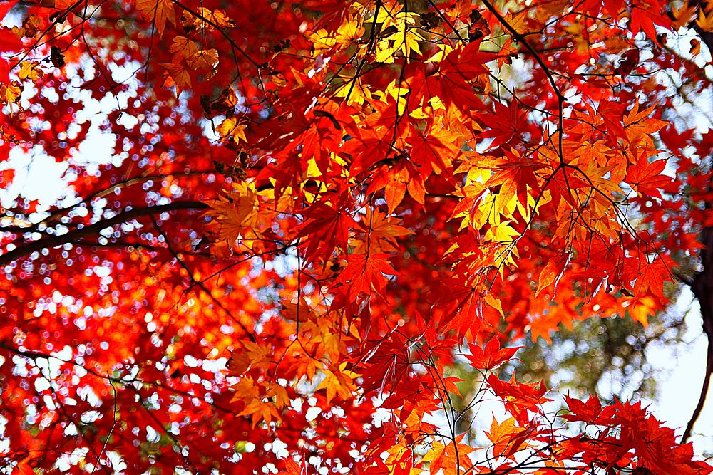 Autumn background. Free public domain CC0 photo.