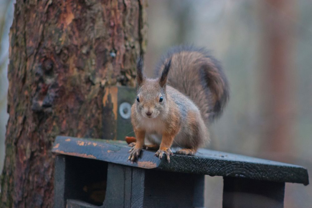 Free squirrel in national park image, public domain animal CC0 photo.