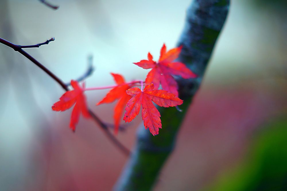 Free red maple leaves image, public domain autumn CC0 photo.