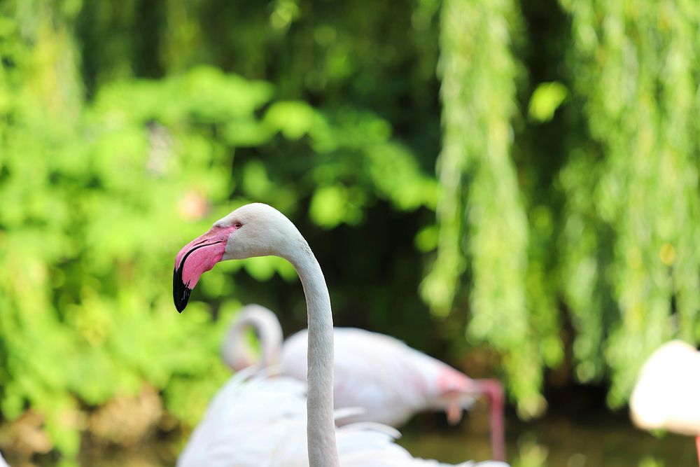 Free close up of flamingo's head image, public domain animal CC0 photo.