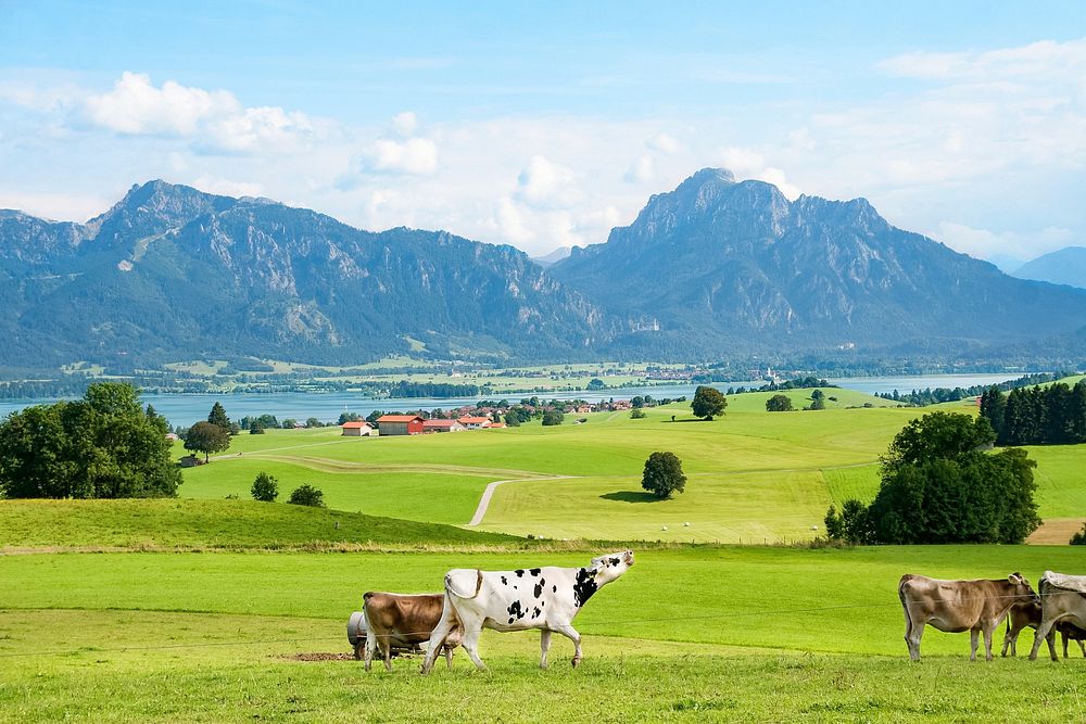 Free beautiful farmland with mountain view and cows on grass filed image, public domain animal CC0 photo.