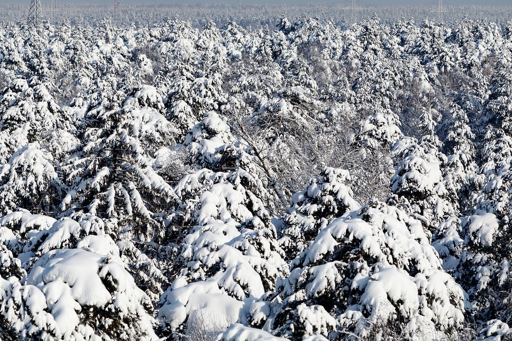 Free winter snow trees photo, public domain winter CC0 image.