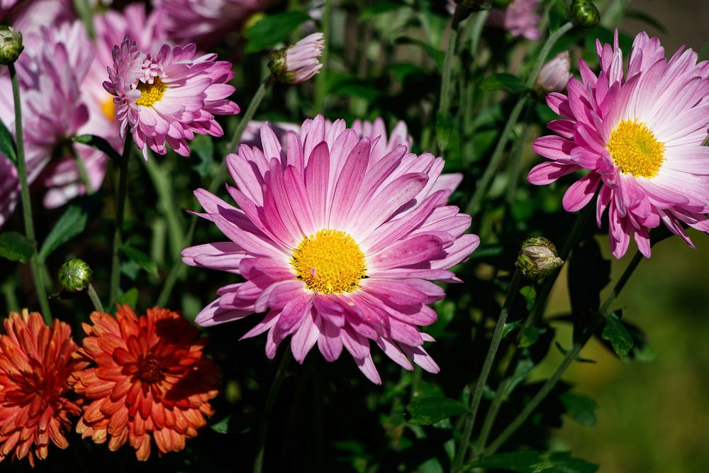 Free pink daisy background image, public domain flower CC0 photo.