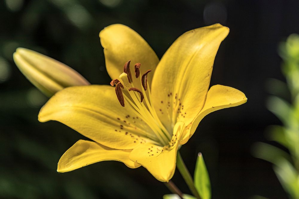 Free yellow lily image, public domain flower CC0 photo.