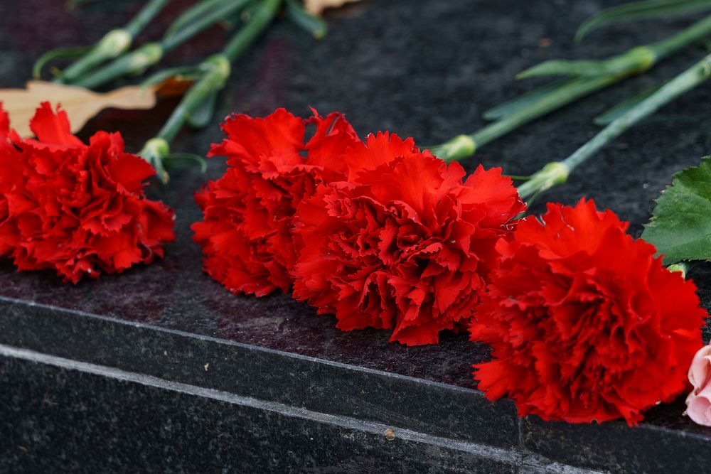 Free red carnations image, public domain flower CC0 photo.
