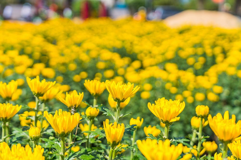 Free yellow chrysanthemum image, public domain flower CC0 photo.