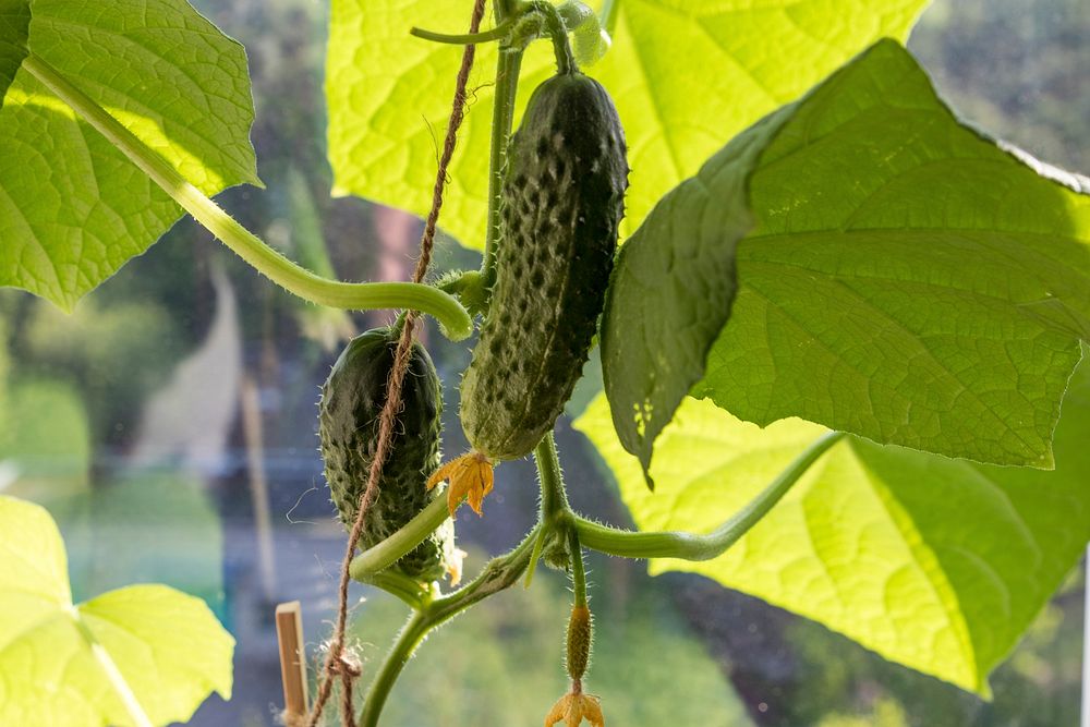 Free heirloom cucumber plant photo, public domain CC0 image.