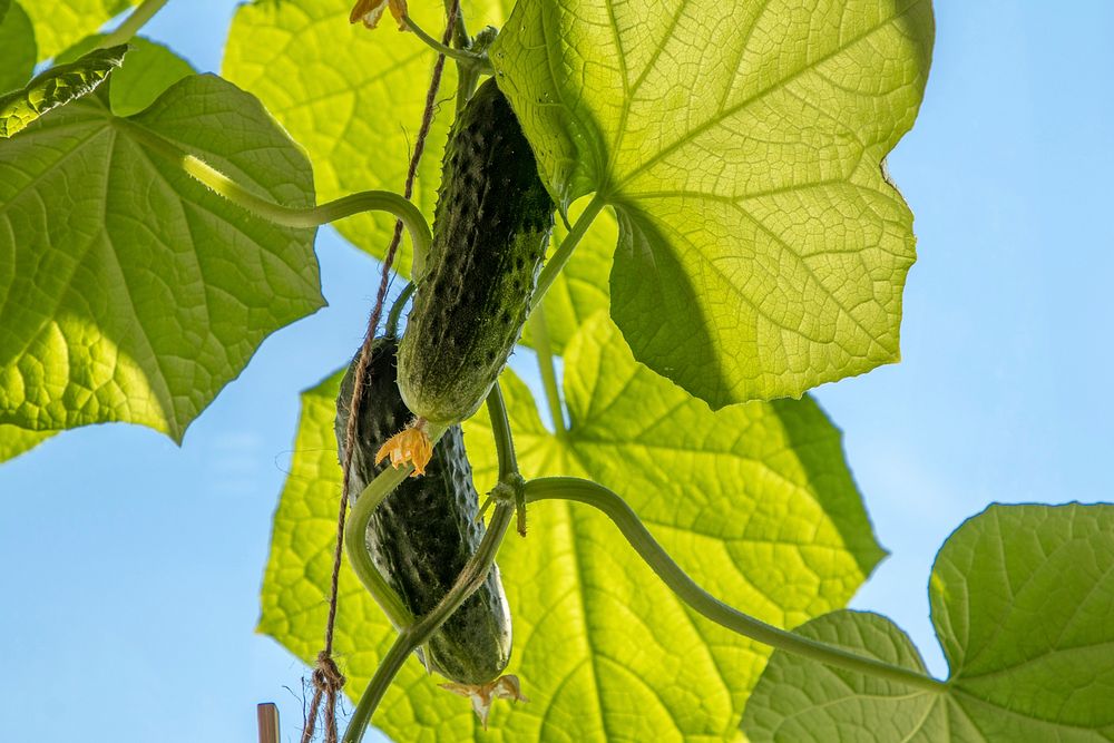 Free zucchini plant image, public domain food CC0 photo.