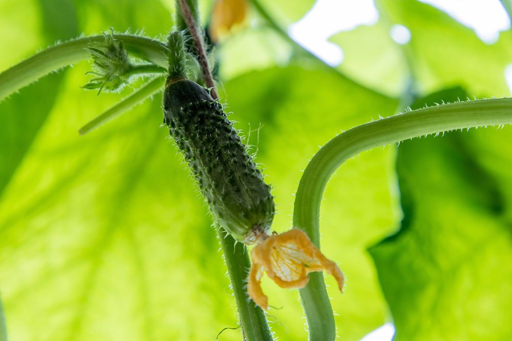 Free blooming zucchini flower image, public domain food CC0 photo.