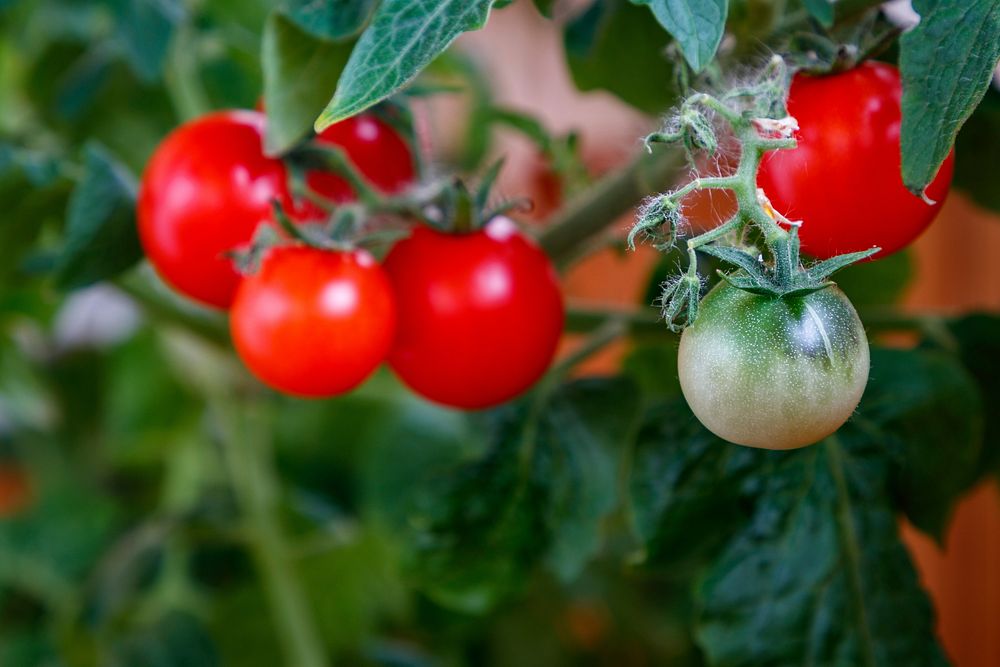 Free closeup shot on growing cherry tomatoes photo, public domain CC0 image.