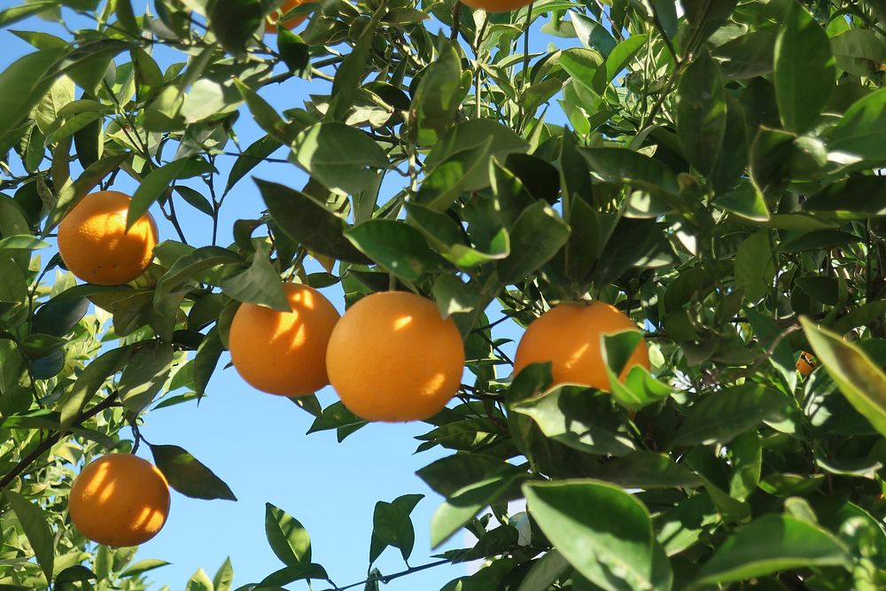 Free orange on branch image, public domain fruit CC0 photo.