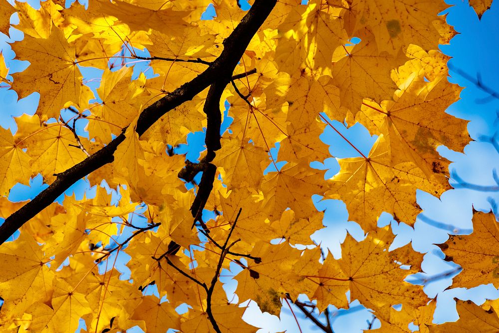 Free closeup on autumn leaves on tree photo, public domain nature CC0 image.