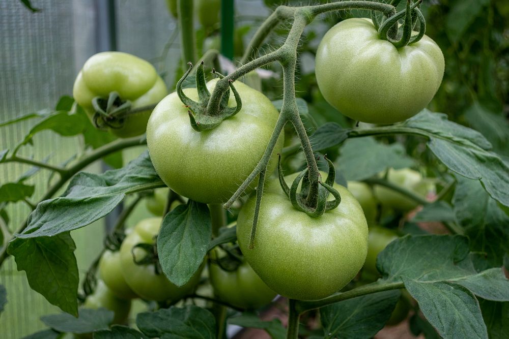 Free closeup shot of a fresh green tomato plant growing photo, public domain CC0 image.