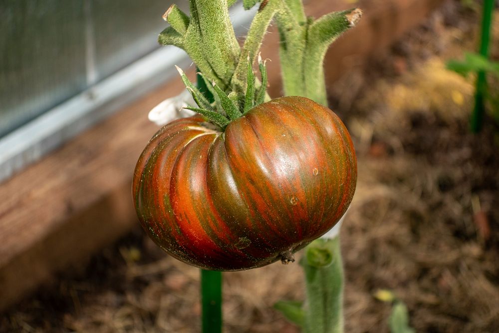 Free closeup on dark tomato plant photo, public domain CC0 image.