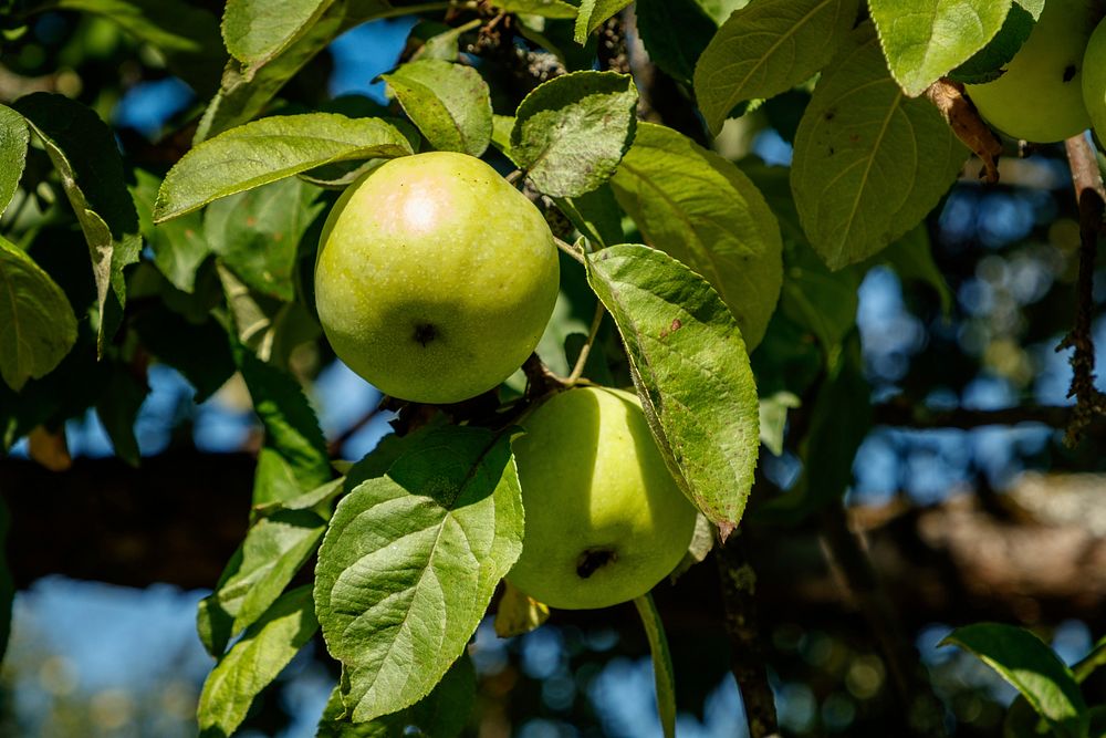 Free green apple on branch image, public domain fruit CC0 photo.