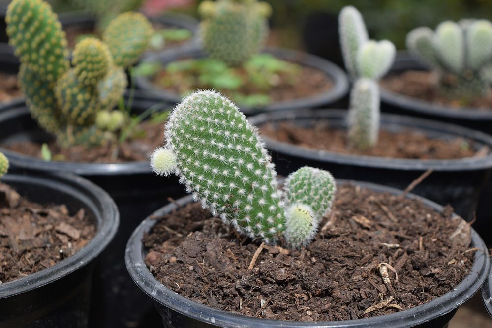 Free cactus image, public domain plant CC0 photo.