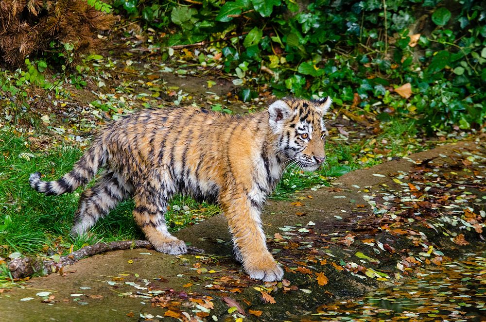 Free Siberian tiger image, public domain wild animal CC0 photo.