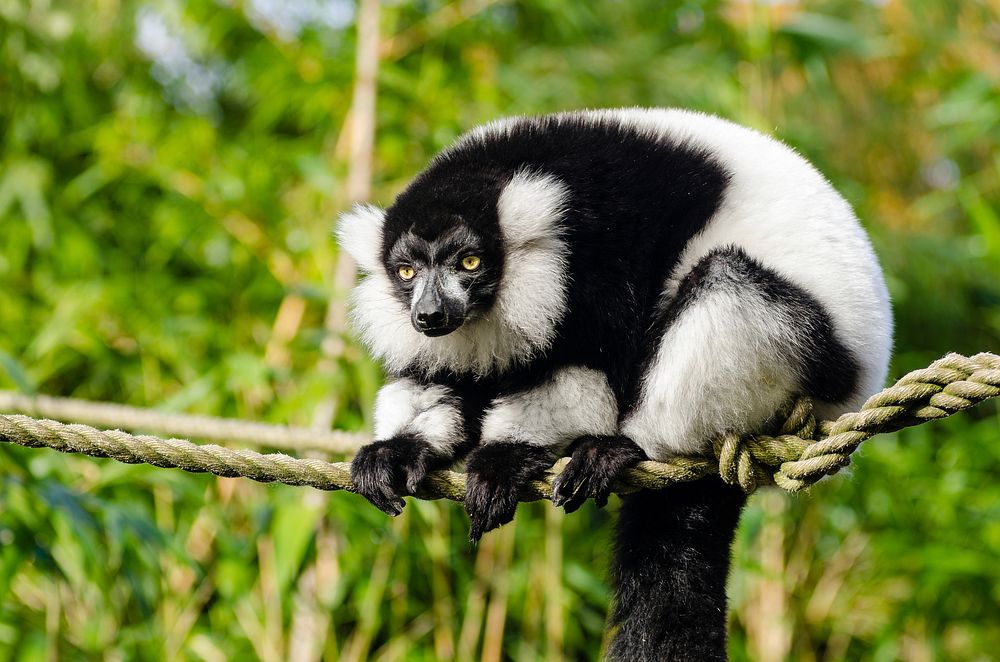 Free black-and-white ruffed lemur on rope photo, public domain CC0 image.
