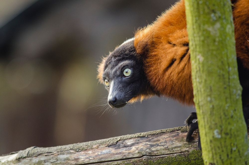 Free red ruffed lemur closeup image, public domain animal CC0 photo.