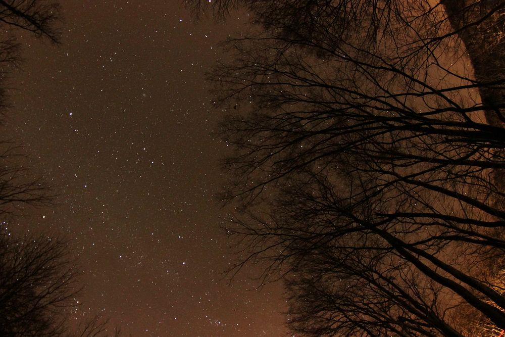 Free starry night, dark tree photo, public domain nature CC0 image.